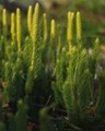 Crvotočina biljka - Lycopodii Herba