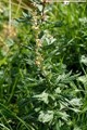 Pelin Biljka - Absinthi Herba