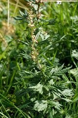 Pelin Biljka - Absinthi Herba