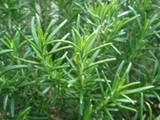 Ružmarin list - Rosmarini Folium