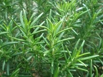 Ružmarin list - Rosmarini Folium