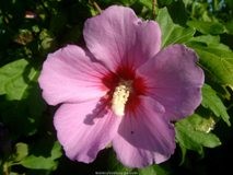 Hibiskus Cvijet - Hibisci Flos