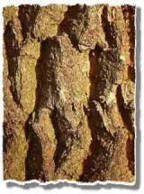 Hrast Kora - Quercus Cortex