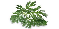 Slatki Pelin - Artemisiae Annuae Herba